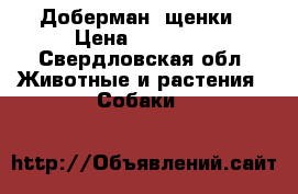 Доберман, щенки › Цена ­ 25 000 - Свердловская обл. Животные и растения » Собаки   